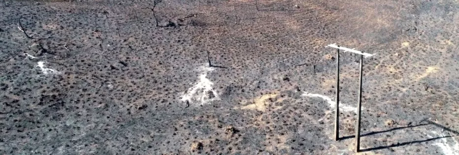 Cenário de mata destruída pelo fogo