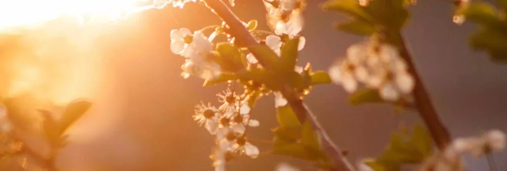 Flores no sol da manhã