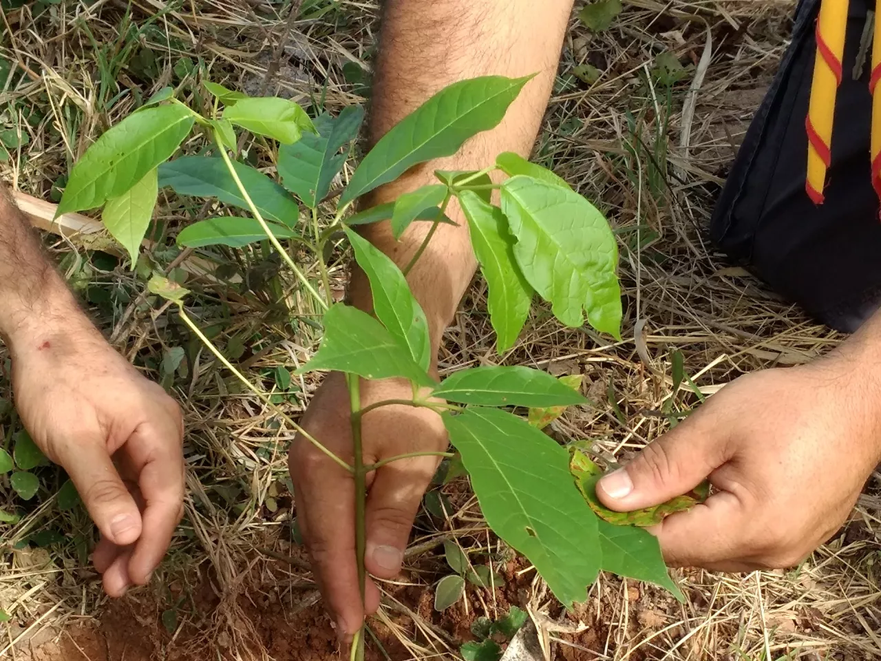 Com apoio da Energisa, projeto Verde Novo irá plantar 100 mil árvores em Cuiabá