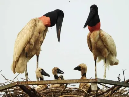 Tuiuiú do Pantanal ganha protagonismo na agenda climática rumo à COP30 