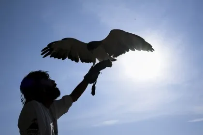Reprodução de aves raras reforça papel do Parque dos Falcões como referência em conservação